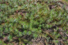 Myriophyllum oliganthum